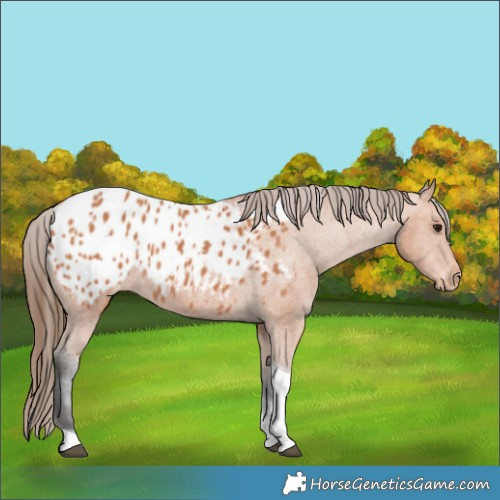 Horse Color:Bay Tobiano Appaloosa 