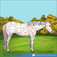 Horse Color:Bay Tobiano Blanket 