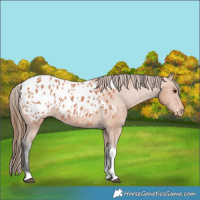 Horse Color:Bay Tobiano Appaloosa 