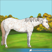 Horse Color:Red Dun Tobiano Snowflake VarnishRabicano 