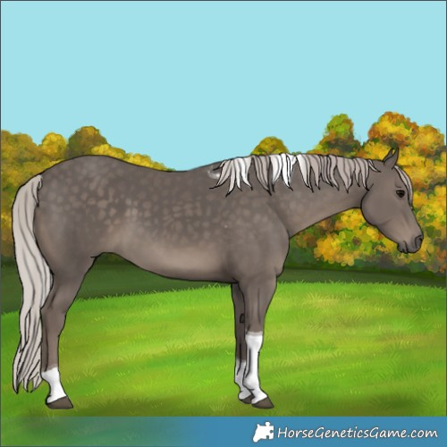 Horse Color:Silver Black Tobiano 