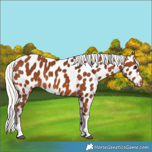 Horse Color:Silver Bay Tobiano Appaloosa 