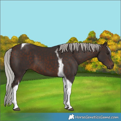 Horse Color:Silver Brown Tobiano 