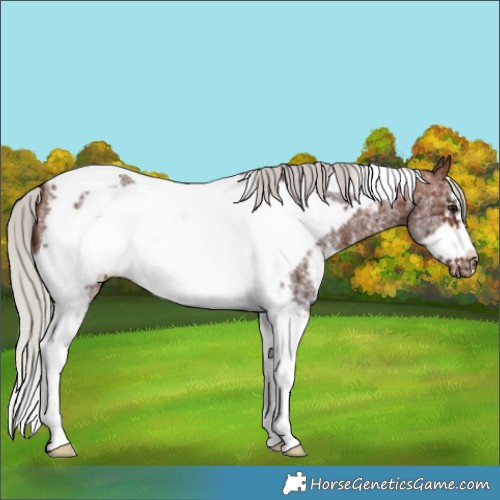 Horse Color:Silver Brown Sabino Tobiano Frame 