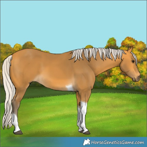 Horse Color:Silver Buckskin Tobiano 