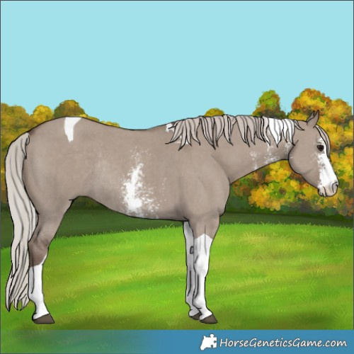 Horse Color:Silver Grullo Sabino Tobiano Rabicano 
