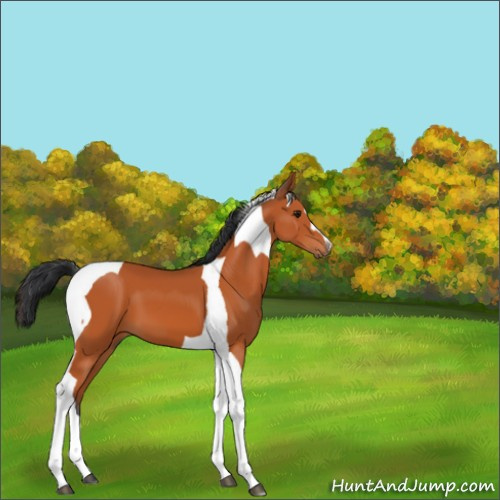 Horse Color:Bay Tobiano 