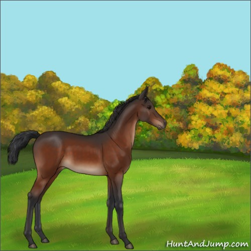 Horse Color:Bay Sabino 