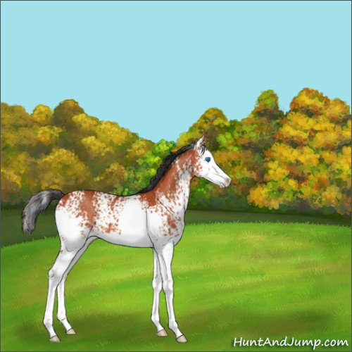 Horse Color:White Spotted Bay Splash Appaloosa 