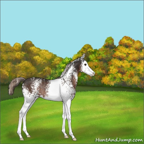 Horse Color:White Spotted Liver Chestnut Splash Appaloosa Rabicano 
