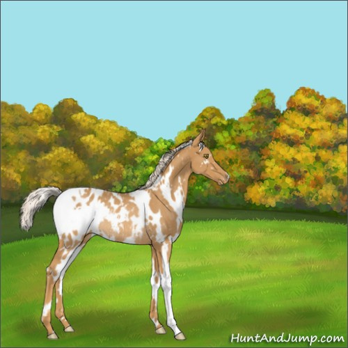 Horse Color:White Spotted Palomino Appaloosa Rabicano 