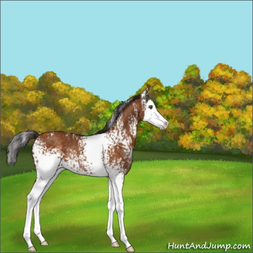 Horse Color:White Spotted Buckskin Splash Rabicano 