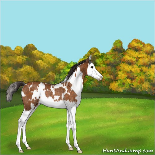 Horse Color:White Spotted Buckskin Splash Rabicano 