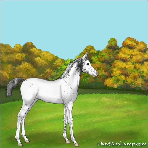 Horse Color:White Spotted Liver Chestnut Rabicano 