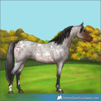 Horse Color:White Spotted Brown Roan 