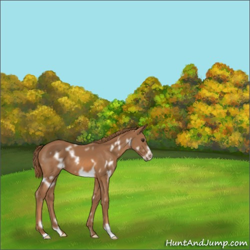 Horse Color:White Spotted Chestnut Frame 
