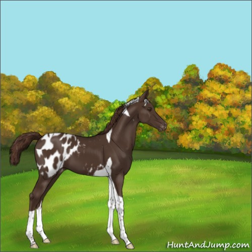 Horse Color:Liver Chestnut Tobiano Appaloosa 