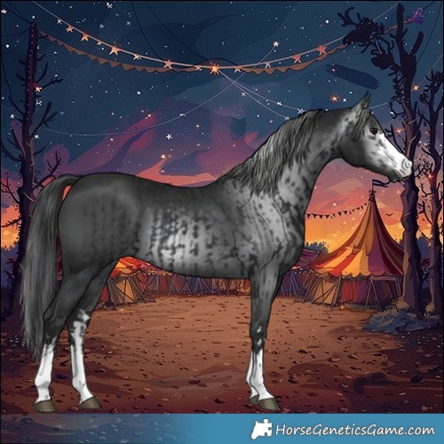 Horse Color:Black and Gray Black