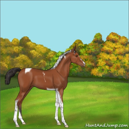 Horse Color:Bay Sabino Tobiano 