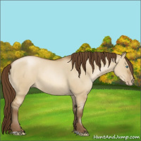 Horse Color:Gray Smoky Grullo Pearl Sabino Rabicano 