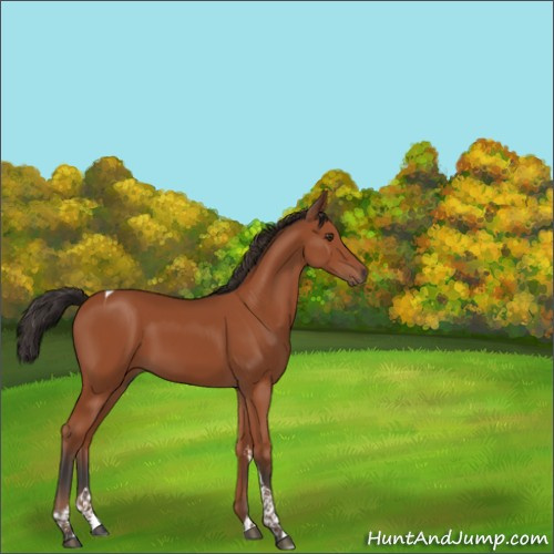 Horse Color:Bay Tobiano 