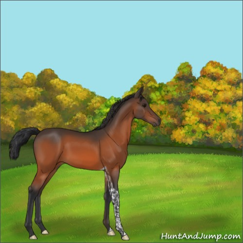 Horse Color:Bay Tobiano 