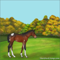 Horse Color:Brown Sabino Tobiano Rabicano 