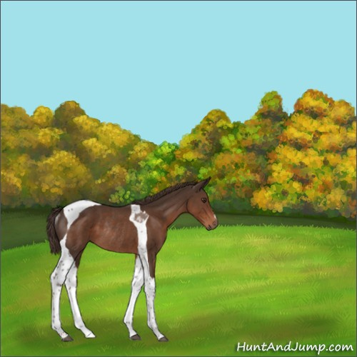 Horse Color:Liver Chestnut Tobiano Rabicano 