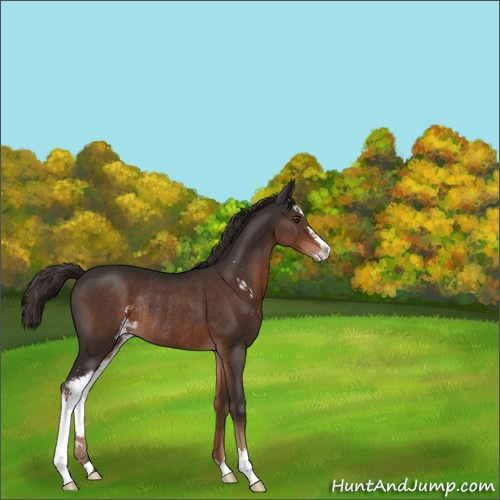 Horse Color:Liver Chestnut Sabino Rabicano 