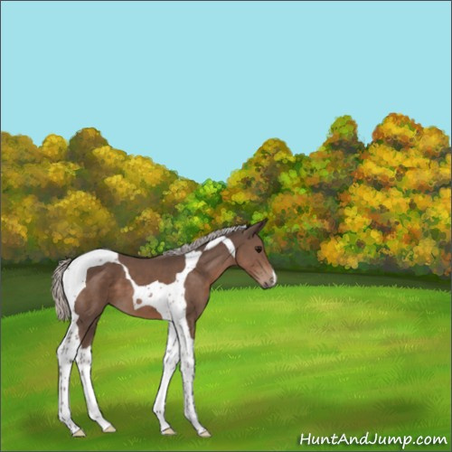 Horse Color:Silver Black Tobiano 