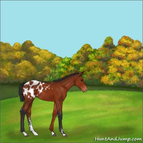 Horse Color:Brown Sabino Appaloosa 
