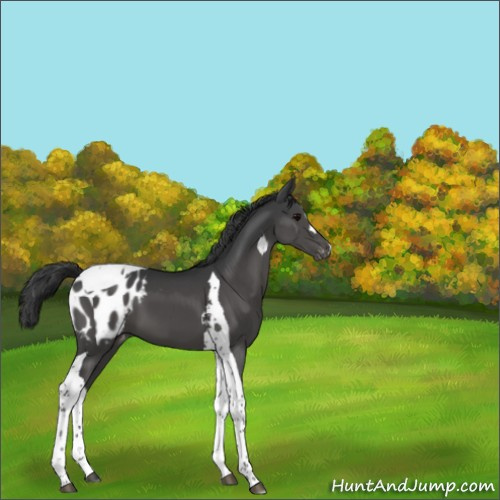 Horse Color:Black Tobiano Appaloosa 