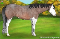 Horse Color:Bay Roan Splash
