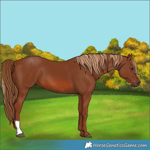 Horse Color:Chestnut  and Chestnut 