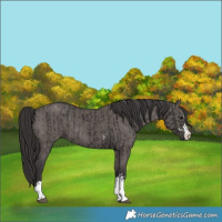 Horse Color:Smoky Black and Smoky Grullo