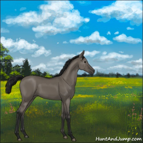 Horse Color:Gray Grullo 