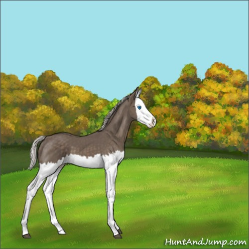 Horse Color:Silver Black Splash 