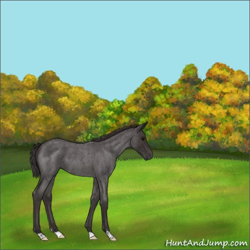 Horse Color:Smoky Blue Roan 