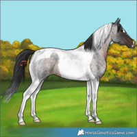 Horse Color:Brown Roan Tobiano 