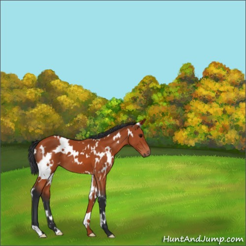 Horse Color:White Spotted Bay 