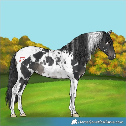 Horse Color:White Spotted Black Tobiano Rabicano 