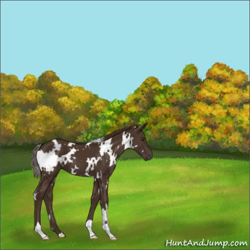 Horse Color:White Spotted Liver Chestnut 
