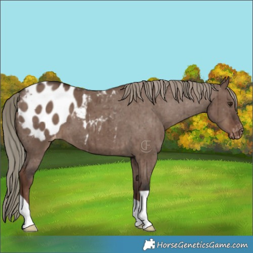 Horse Color:Liver Red Dun Mushroom Appaloosa Brindle 