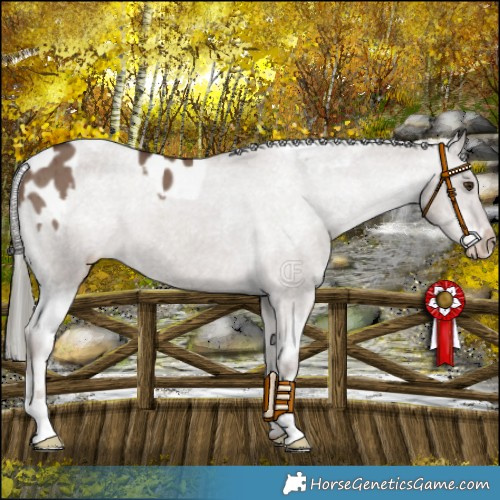 Horse Color:Liver Red Dun Mushroom Appaloosa Brindle  and Liver Red Dun Mushroom Appaloosa Brindle 