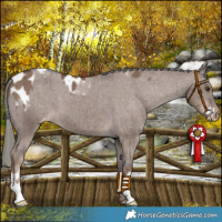 Horse Color:Liver Red Dun Mushroom Appaloosa Brindle and Liver Red Dun Mushroom Appaloosa Brindle