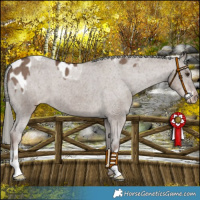 Horse Color:Liver Red Dun Mushroom Appaloosa Brindle  and Liver Red Dun Mushroom Appaloosa Brindle 