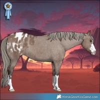 Horse Color:Liver Red Dun Mushroom Appaloosa Brindle