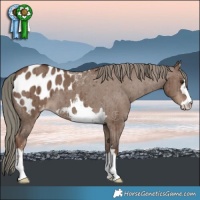 Horse Color:Liver Red Dun Mushroom Appaloosa Brindle