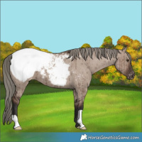 Horse Color:Liver Red Dun Mushroom Appaloosa Brindle
