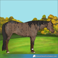 Horse Color:Liver Red Dun Brindle 
